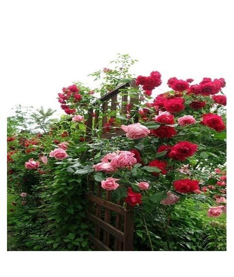 iShopping - Husmah Climbing Rose Red & Pink Mix Flower Seeds