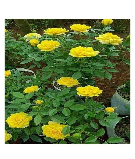 iShopping - Husmah Rose Yellow Flower Seeds