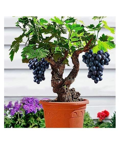 iShopping - Husmah Dwarf Grapes Tree Seeds
