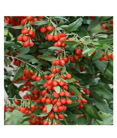 iShopping - Husmah Goji Berry Fruit Tree Seeds