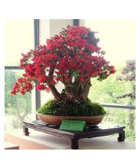 iShopping - Husmah Japanese Red Sakura Home Gardening Tree Seeds