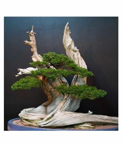 iShopping - Husmah Japanese Bonsai Juniper Tree Seeds