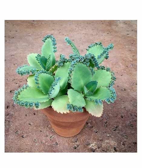 iShopping - Husmah Kalanchoe Succulent Seeds