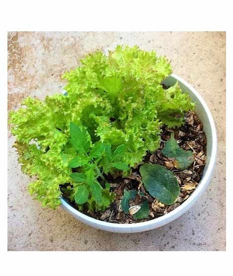 iShopping - Husmah Lettuce Salad Pata Vegetable Seeds