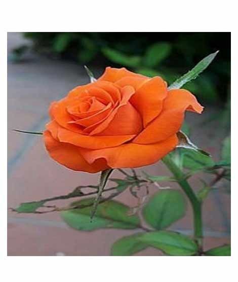 iShopping - Husmah Rose Orange Flower Seeds