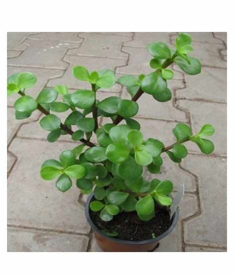 iShopping - Husmah Portulacaria Afra Succulent Seeds