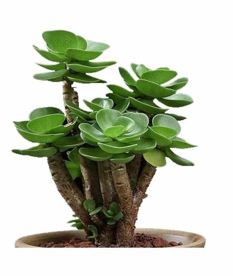 iShopping - Husmah Rare Tatari Succulent Seeds