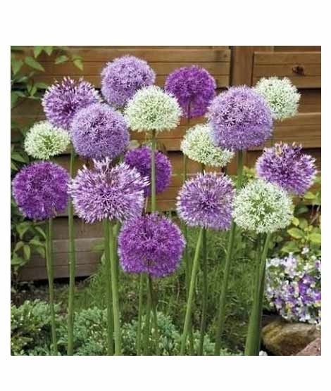 iShopping - Husmah Allium White & Purple Mix Seeds