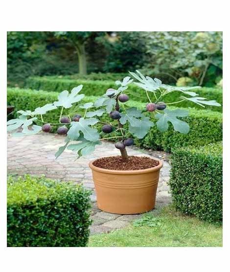iShopping - Husmah Bonsai Chicago Hardy Fig Tree Seeds