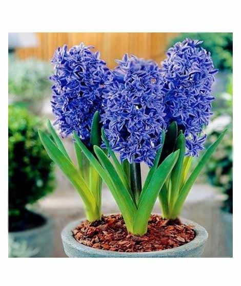 iShopping - Husmah Rare Blue Hyacinth Orientalis Flower Seeds
