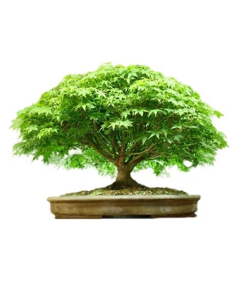iShopping - HusMah American Green Maple Seeds