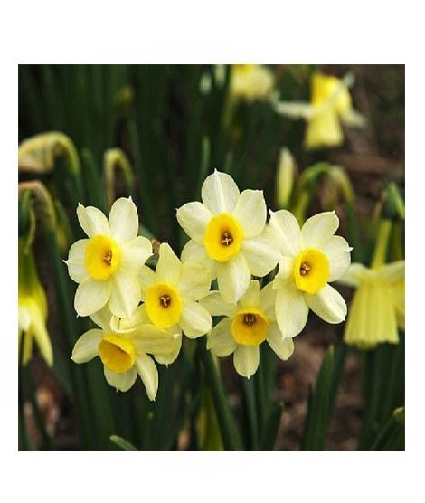 iShopping - HusMah Beautiful Narcissus Flower Balcony Plant Seeds-White Yellow Shade