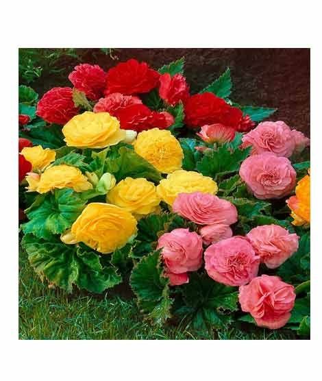 iShopping - HusMah Begonia Flower Seeds- Red Yellow & Pink
