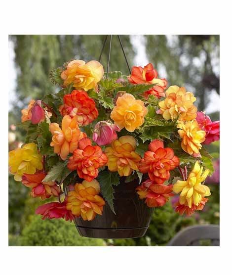 iShopping - HusMah Begonia Flower Seeds- Yellow & Orange