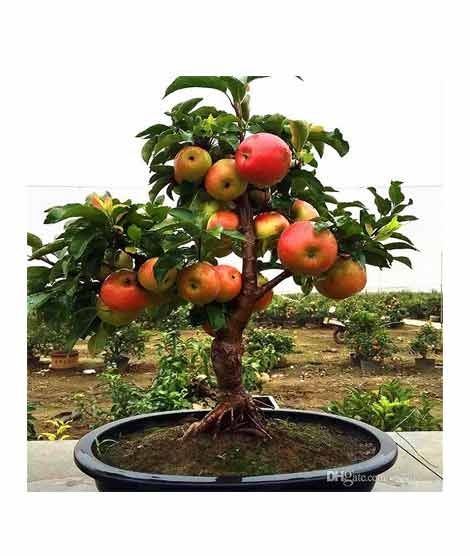 iShopping - HusMah Bonsai Apple Tree Seeds