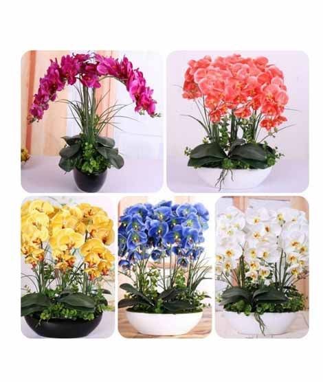 iShopping - HusMah Bonsai Phalaenopsis Orchid Mix