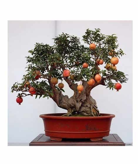iShopping - HusMah Bonsai Pomegranate Seeds