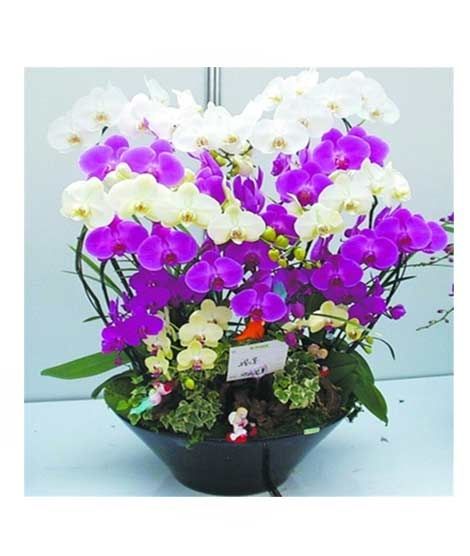 iShopping - HusMah Butterfly Orchid Seeds Mixed Colors
