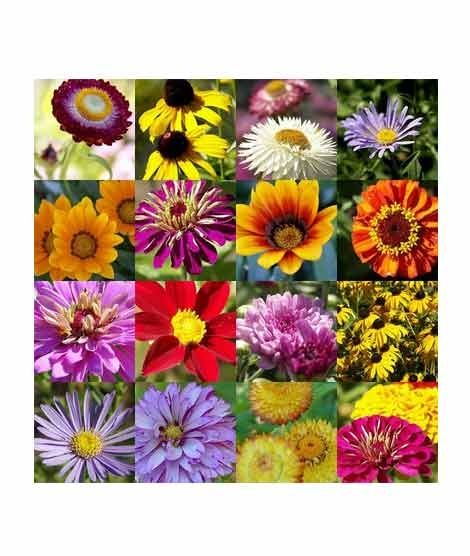 iShopping - Diy Store Spring Summer Mix Flower Seeds Pack Of 20
