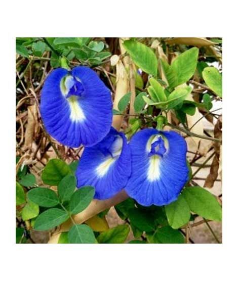 iShopping - Diy Store Butterfly Pea Blue Creeper Summer Seeds