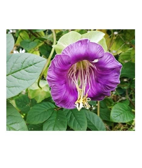 iShopping - Diy Store Cobaea Scandens Summer Seeds