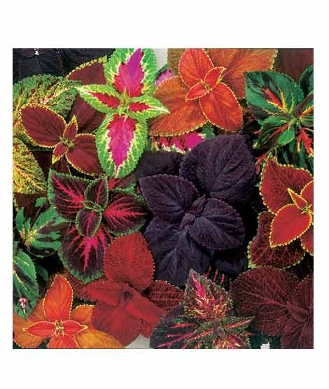 iShopping - Diy Store Coleus Rainbow Mix Plant Seeds (0052)