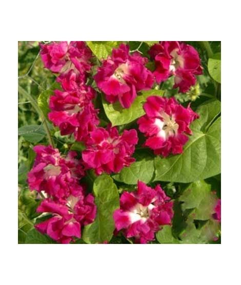 iShopping - Diy Store Glory Ruffled Red Creeper Summer Seeds