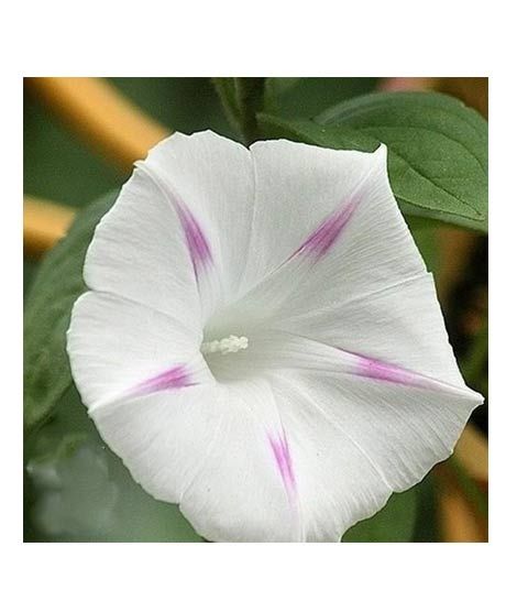 iShopping - Diy Store Glory Shiva Creeper Summer Seeds