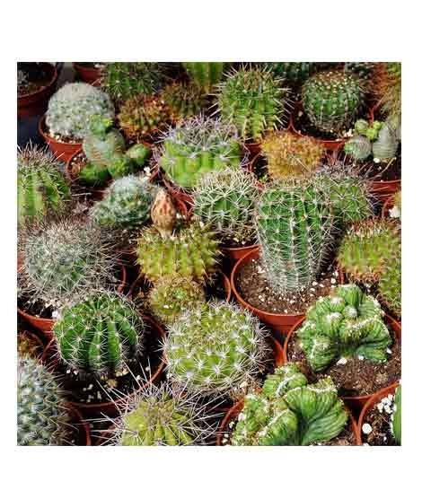 iShopping - Diy Store Mix Varieties Fresh Cactus Seeds (0048)