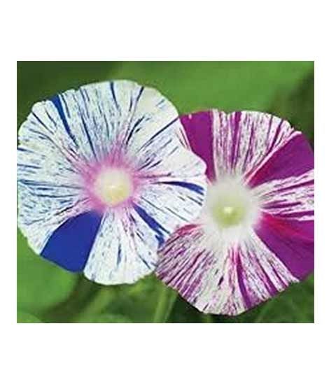 iShopping - Diy Store Morning Glory Arlequin Summer Seeds