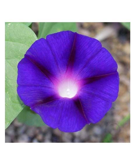 iShopping - Diy Store Morning Glory Grandpa OTT Summer Seeds