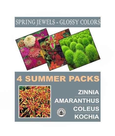 iShopping - DIY Store Summer Flower Seeds Pack of 4 (0042)