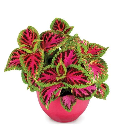 iShopping - Diy Store Coleus Dwarf Fairway Plant Seeds