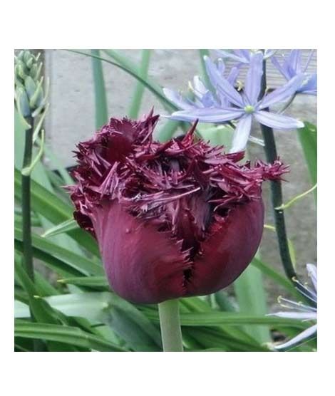 iShopping - HusMah Fringed Tulip Seeds Maroon