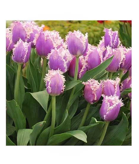 iShopping - HusMah Fringed Tulip Seeds Purple