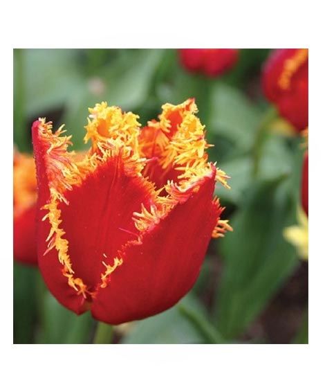 iShopping - HusMah Fringed Tulip Seeds Red Gold