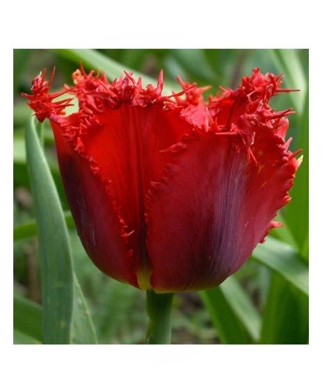 iShopping - HusMah Fringed Tulip Seeds Red