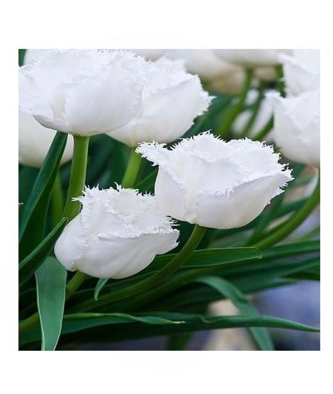 iShopping - HusMah Fringed Tulip Seeds White