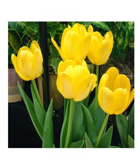 iShopping - HusMah Fringed Tulip Seeds Yellow
