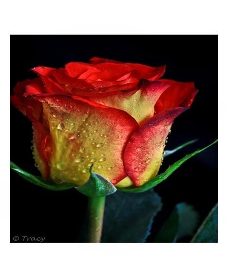 iShopping - HusMah American Rare Yellow & Red Rose Seeds
