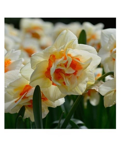 iShopping - HusMah Beautiful Narcissus Flower Balcony Plant Seeds White Orange