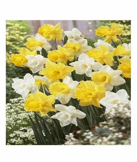 iShopping - HusMah Beautiful Narcissus Flower Balcony Plant Seeds Yellow White Mix