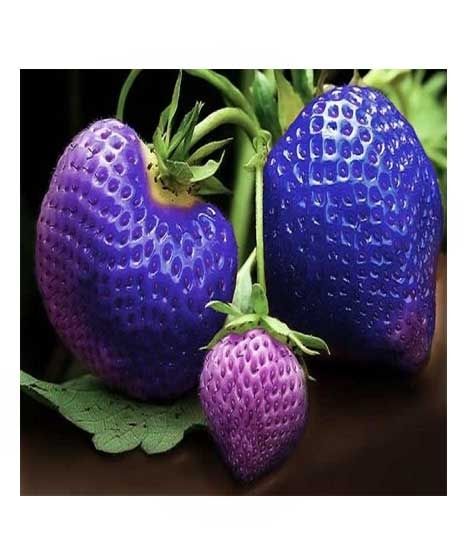 iShopping - HusMah Big Giant Blue Strawberry Seeds Four Season