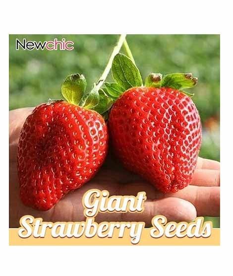 iShopping - HusMah Big Giant Strawberry Seeds Four Season