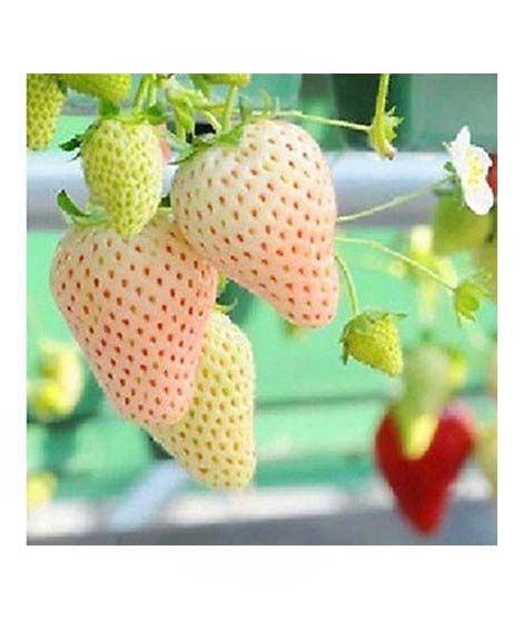 iShopping - HusMah Big Giant White Strawberry Seeds Four Season