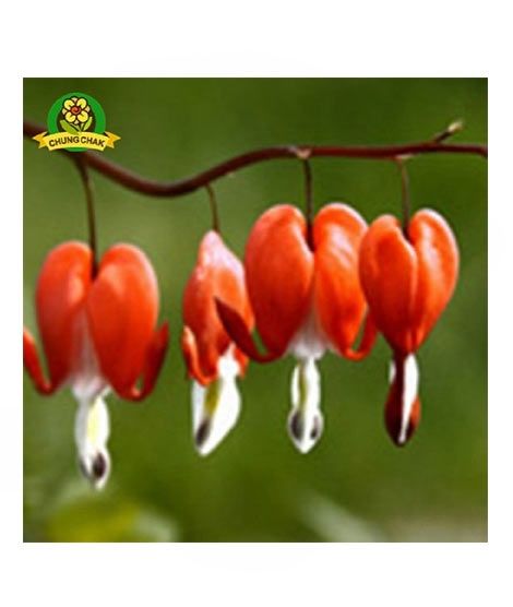 iShopping - HusMah Bleeding Heart Flower Seeds Orange