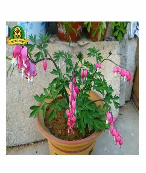 iShopping - HusMah Bleeding Heart Flower Seeds Pink