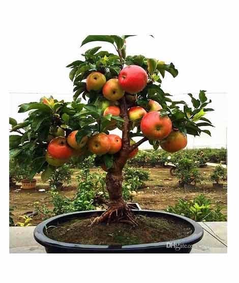 iShopping - HusMah Bonsai Apple Fruit Tree Seeds