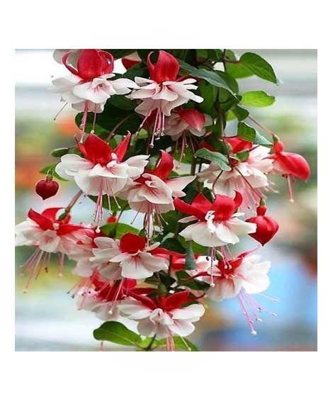 iShopping - HusMah Bonsai Fuchsia Perennial Flowering Plants Seeds