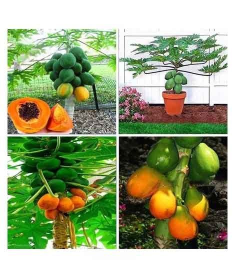 iShopping - HusMah Bonsai Papaya Tree Seeds